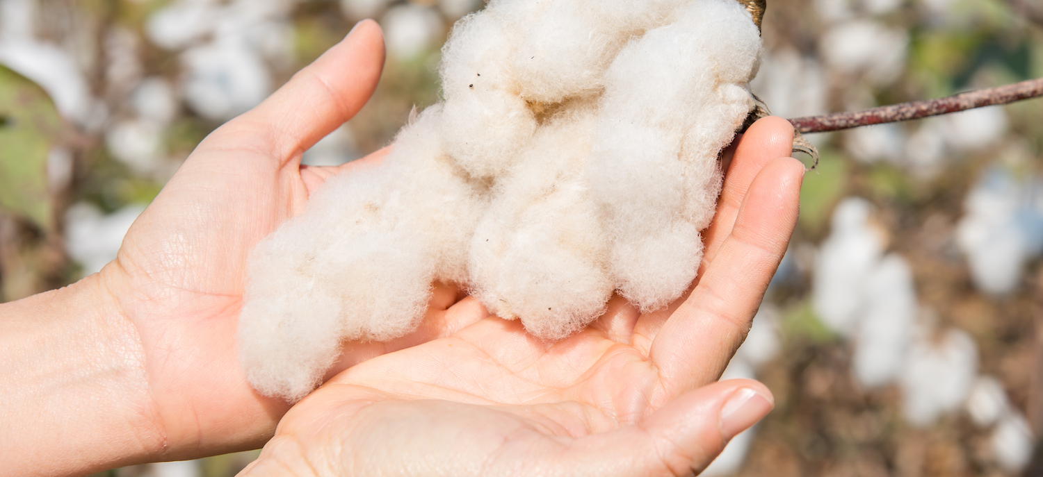 BCI cotton used for Devon Duvets