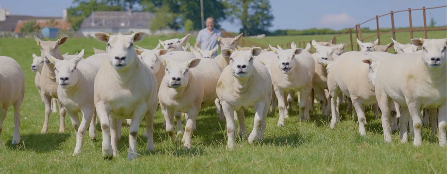 Paul and his flock of sheep