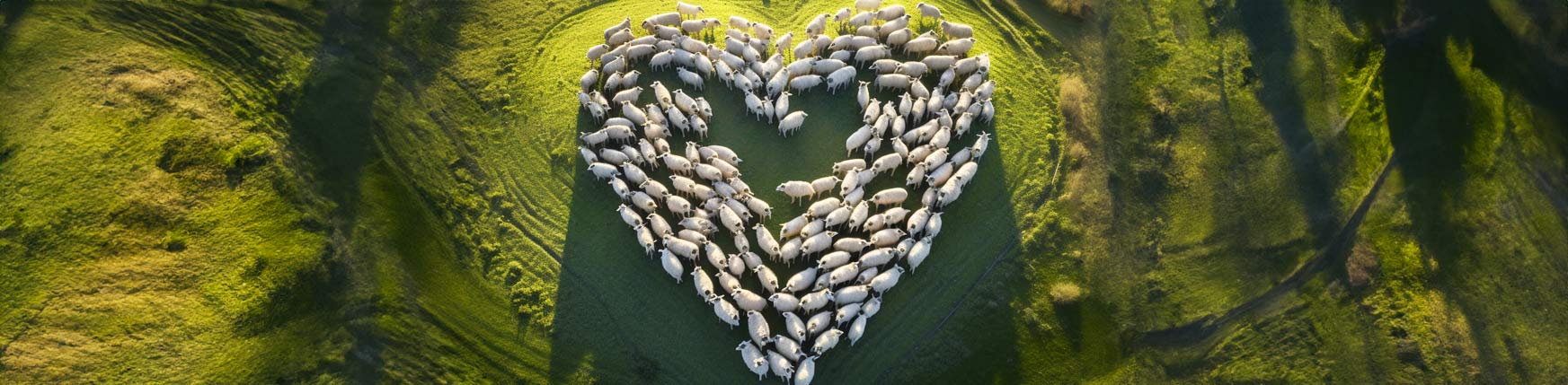 Ewes and lambs grazing on sustainable farms, ensuring the future of lamb production and sheep farming in the UK making a heart shape.