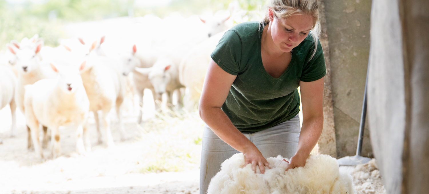 Sheep shearing for wool for Devon duvets