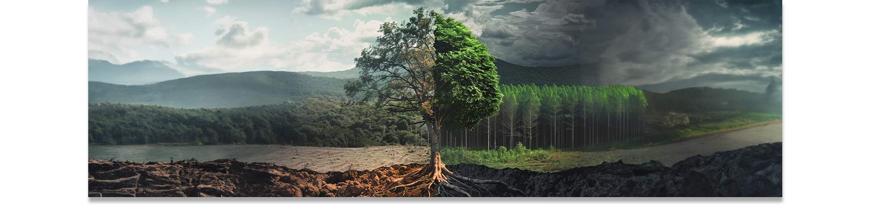 Sustainable sourcing preserving forests versus environmental damage from deforestation.