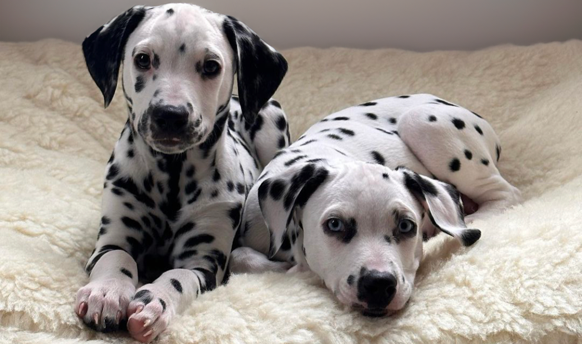 dalmatian puppies on a wool pet bed